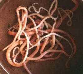 Parassiti intestinali