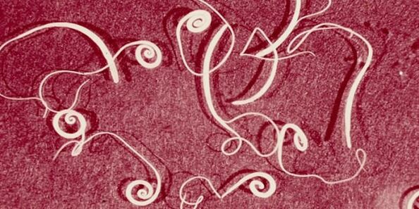 Foto di parassiti umani