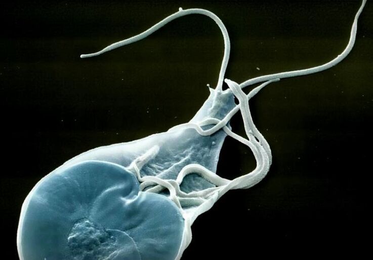 lamblia intestinale nell'uomo